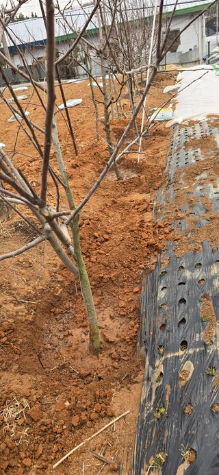 시흥댓골농부님의 기타작물 · 영농일지 작성글 사진