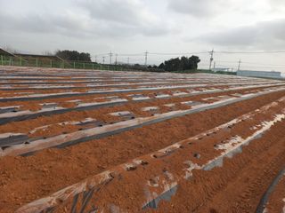 박린님의 감자 · 영농일지 작성글 사진