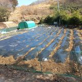 팜모닝 감자·영농일지 게시글 이미지