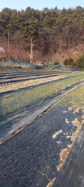 고병길님의 마늘 · 영농일지 작성글 사진