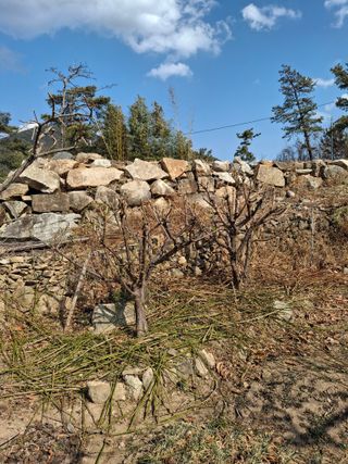 헤이쥬회원님의 매실 · 영농일지 작성글 사진