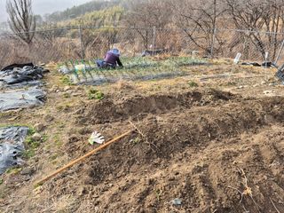 이준영님의 기타작물 · 영농일지 작성글 사진
