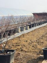 팜모닝 블루베리·영농일지 게시글 이미지