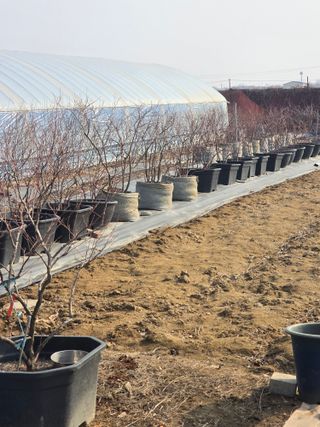 비타민님의 블루베리 · 영농일지 작성글 사진