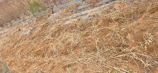 김성필님의 기타작물 · 영농일지 작성글 사진