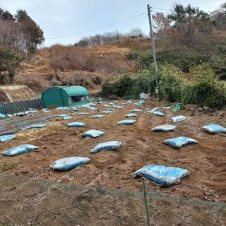 김건우님의 감자 · 영농일지 작성글 사진