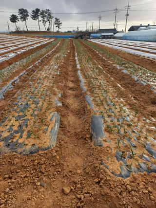 박린님의 감자 · 영농일지 작성글 사진