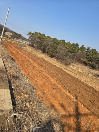 정진명님의 감자 · 영농일지 작성글 사진