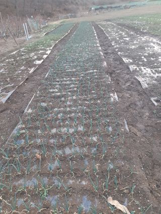 옥천서화농님의 마늘 · 영농일지 작성글 사진