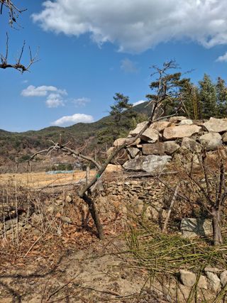 헤이쥬회원님의 매실 · 영농일지 작성글 사진