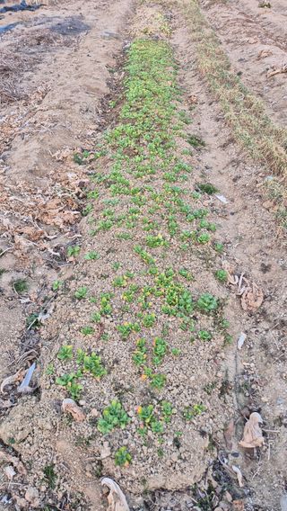 전환엽님의 기타작물 · 영농일지 작성글 사진