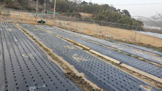 가야산아래촌농님의 기타작물 · 영농일지 작성글 사진