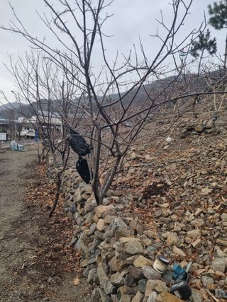 김용대님의 감 · 영농일지 작성글 사진