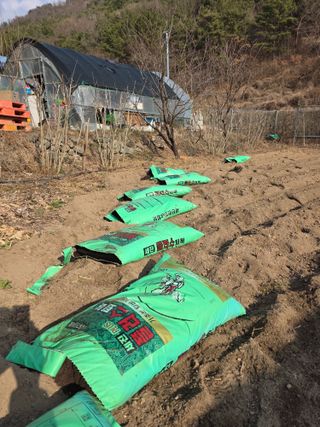 동길니우스님의 고추 · 영농일지 작성글 사진