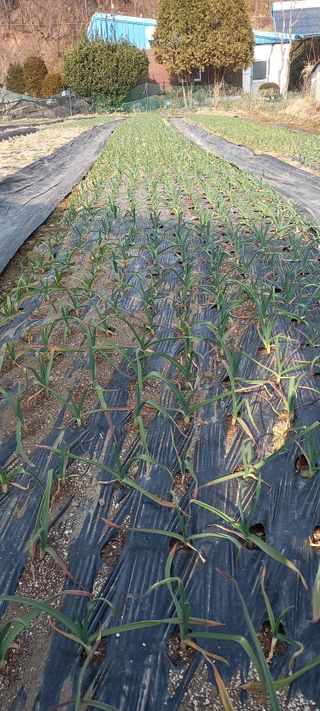 고병길님의 마늘 · 영농일지 작성글 사진