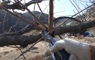 젠틀맨님의 기타작물 · 영농일지 작성글 사진