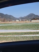 팜모닝 마늘·영농일지 게시글 이미지