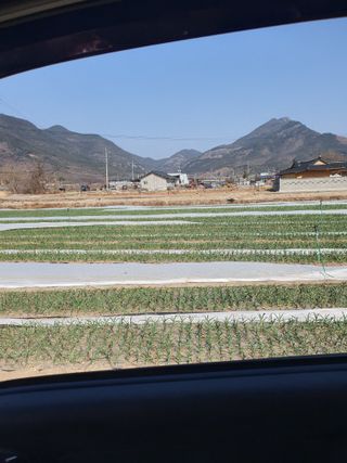 김영복님의 마늘 · 영농일지 작성글 사진