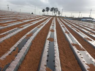 박린님의 감자 · 영농일지 작성글 사진