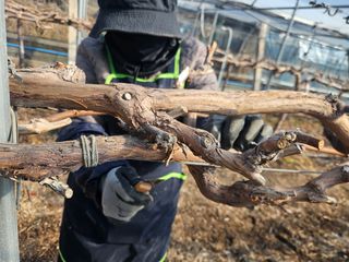 드라곤해드님의 포도 · 영농일지 작성글 사진