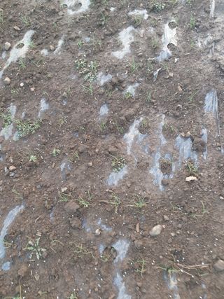 옥천서화농님의 마늘 · 영농일지 작성글 사진