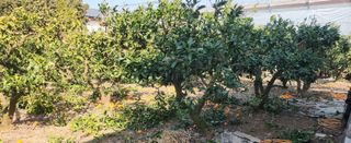 김형철님의 귤 · 영농일지 작성글 사진