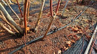 대봉농원 이경화님의 블루베리 · 영농일지 작성글 사진