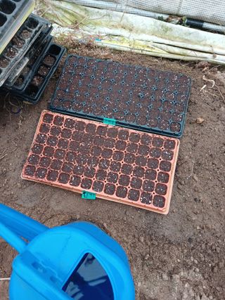 현지0106님의 들깨 · 영농일지 작성글 사진