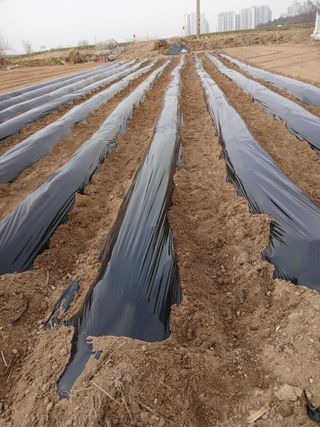 최남옥님의 감자 · 영농일지 작성글 사진