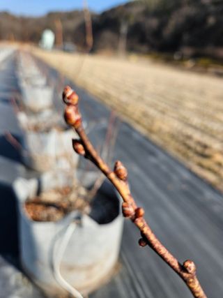 최용조님의 블루베리 · 영농일지 작성글 사진