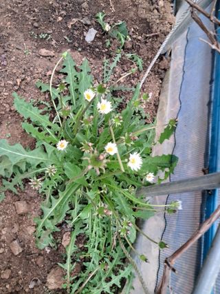 최한기님의 기타작물 · 영농일지 작성글 사진