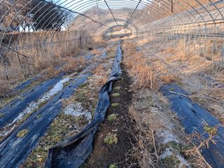 엄순모사선대농장님의 고추 · 영농일지 작성글 사진