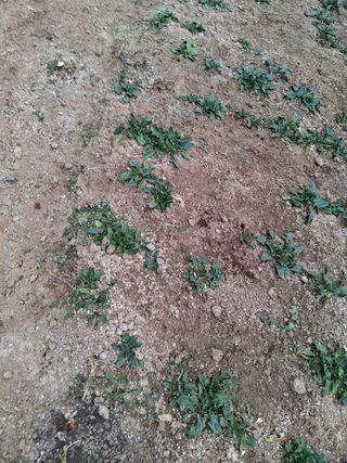 최한기님의 시금치 · 영농일지 작성글 사진