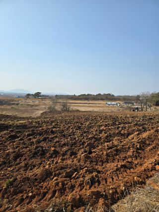 정진명님의 감자 · 영농일지 작성글 사진