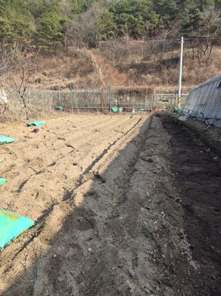 동길니우스님의 고추 · 영농일지 작성글 사진