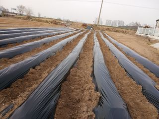 최남옥님의 감자 · 영농일지 작성글 사진