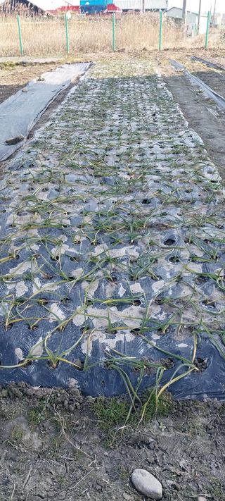 주말 텃밭 농부님의 마늘 · 영농일지 작성글 사진