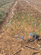 팜모닝 기타작물·영농일지 게시글 이미지