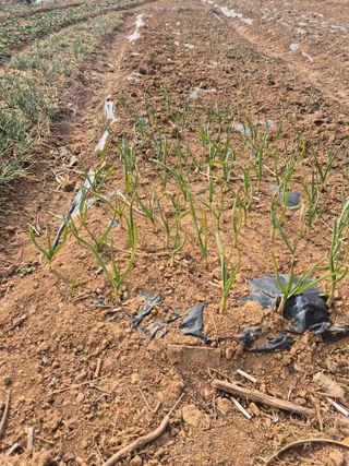 허봉모 님의 기타작물 · 영농일지 작성글 사진