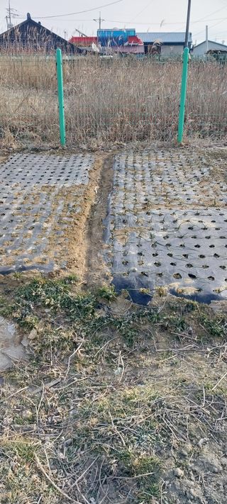 주말 텃밭 농부님의 마늘 · 영농일지 작성글 사진