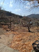 팜모닝 감·영농일지 게시글 이미지