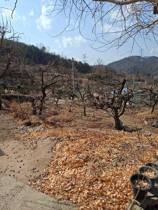 헤이쥬회원님의 감 · 영농일지 작성글 사진