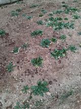 팜모닝 시금치·영농일지 게시글 이미지