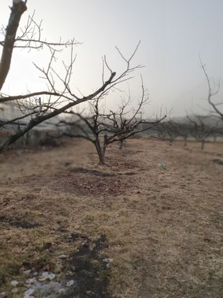 서선옥님의 감 · 영농일지 작성글 사진