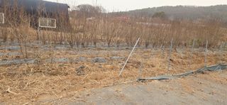 김성필님의 기타작물 · 영농일지 작성글 사진