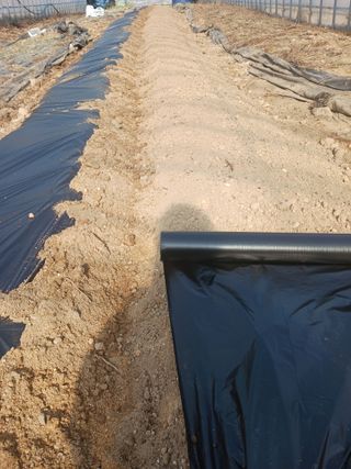 반영숙님의 감자 · 영농일지 작성글 사진