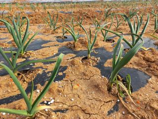 박린님의 감자 · 영농일지 작성글 사진