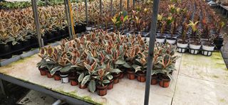 두릅나무15847님의 기타작물 · 영농일지 작성글 사진