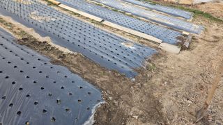 가야산아래촌농님의 기타작물 · 영농일지 작성글 사진