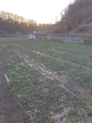 옥천서화농님의 마늘 · 영농일지 작성글 사진